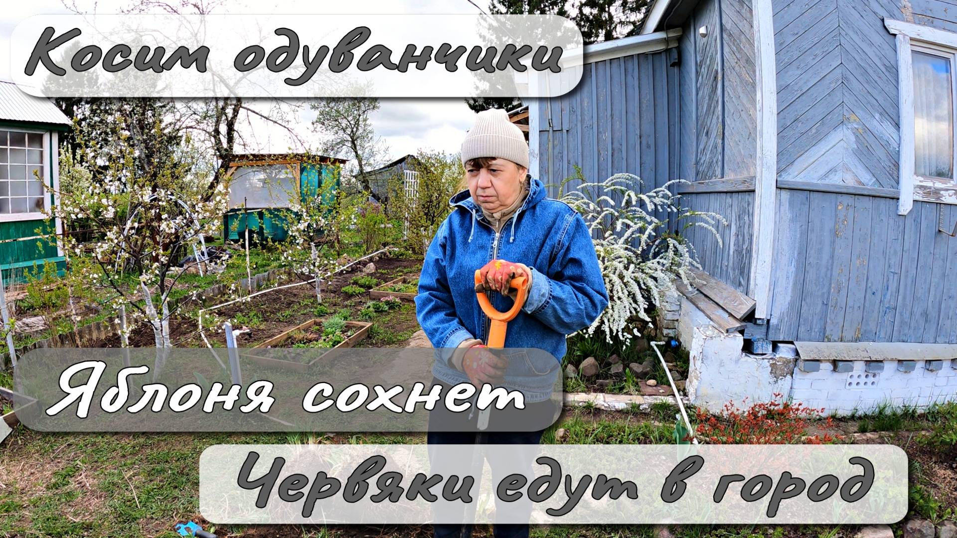 КОСИМ ОДУВАНЧИКИ  ЯБЛОНЯ СОХНЕТ  ЧЕРВЯКИ ЕДУТ В ГОРОД