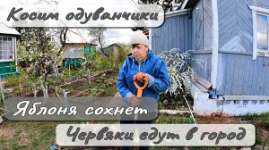 КОСИМ ОДУВАНЧИКИ  ЯБЛОНЯ СОХНЕТ  ЧЕРВЯКИ ЕДУТ В ГОРОД