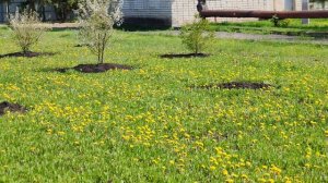 Все цветет в деревне, уютная деревенская жизнь и прогулка, природа в деревне