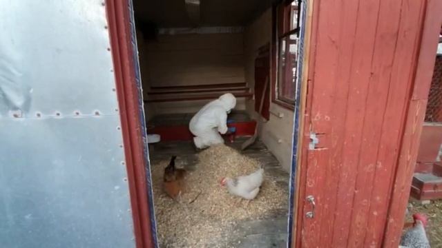 Дезинфекция курятника: мой лайфхак, который спасает моих кур. Бюджетно смотреть онлайн