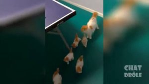 Приколы с котами подборка топовых приколов до слёз 2019№18!funny cats 2019!