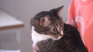 Севастопольцы могут бесплатно привить питомцев в госветслужбе города