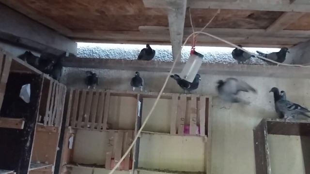 спортивные голуби рутина в голубятне