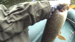 Я таких не ожидал увидеть в маленькой речке!!!Уловистая приманка!Рыбалка на спиннинг.