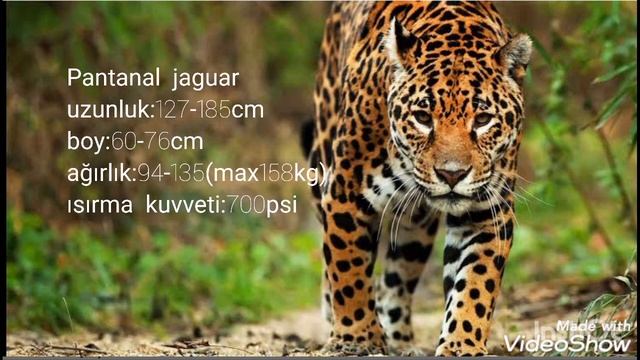 Smilodon gracilis vs Pantanal jaguar смотреть онлайн