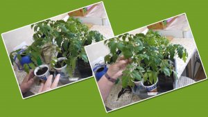 Работоспособность и настроение с утра/ Не хватает места/  Подкормила и полила рассаду/ Влог.