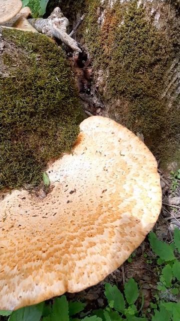 Гриб трутовик смотреть онлайн