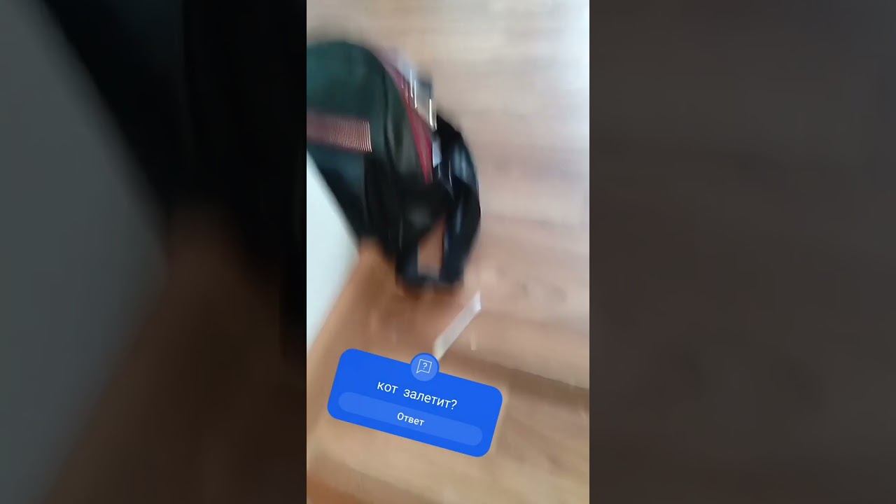 кот залети пж #актив смотреть онлайн