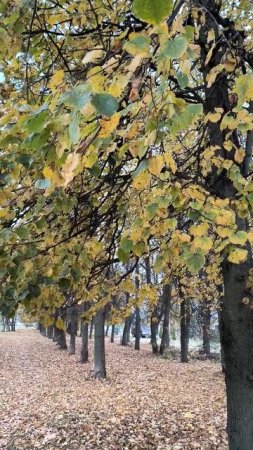 Листва желтеет