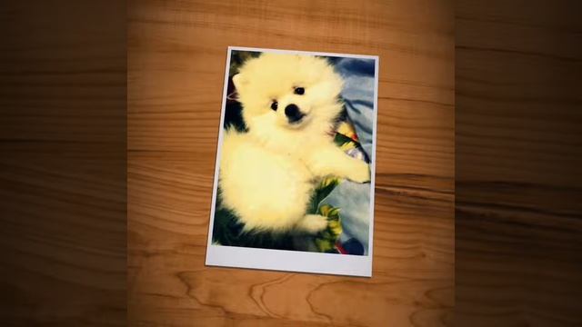 Щеночки малого шпица в продаже смотреть онлайн