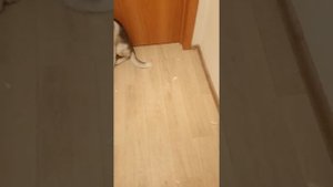 Лайки провинились