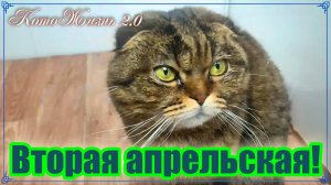 Вторая апрельская! Илюшин День_рождения, Приют Зоорассвет, Коровки