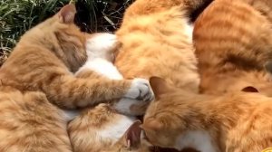 Классное видео о рыжем коте-242 выпуск.