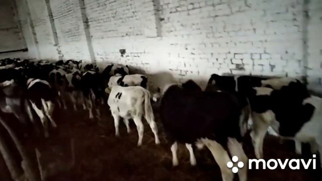 #быки#подготовка#отправка#скоро# #таджикистан+79220355557 смотреть онлайн