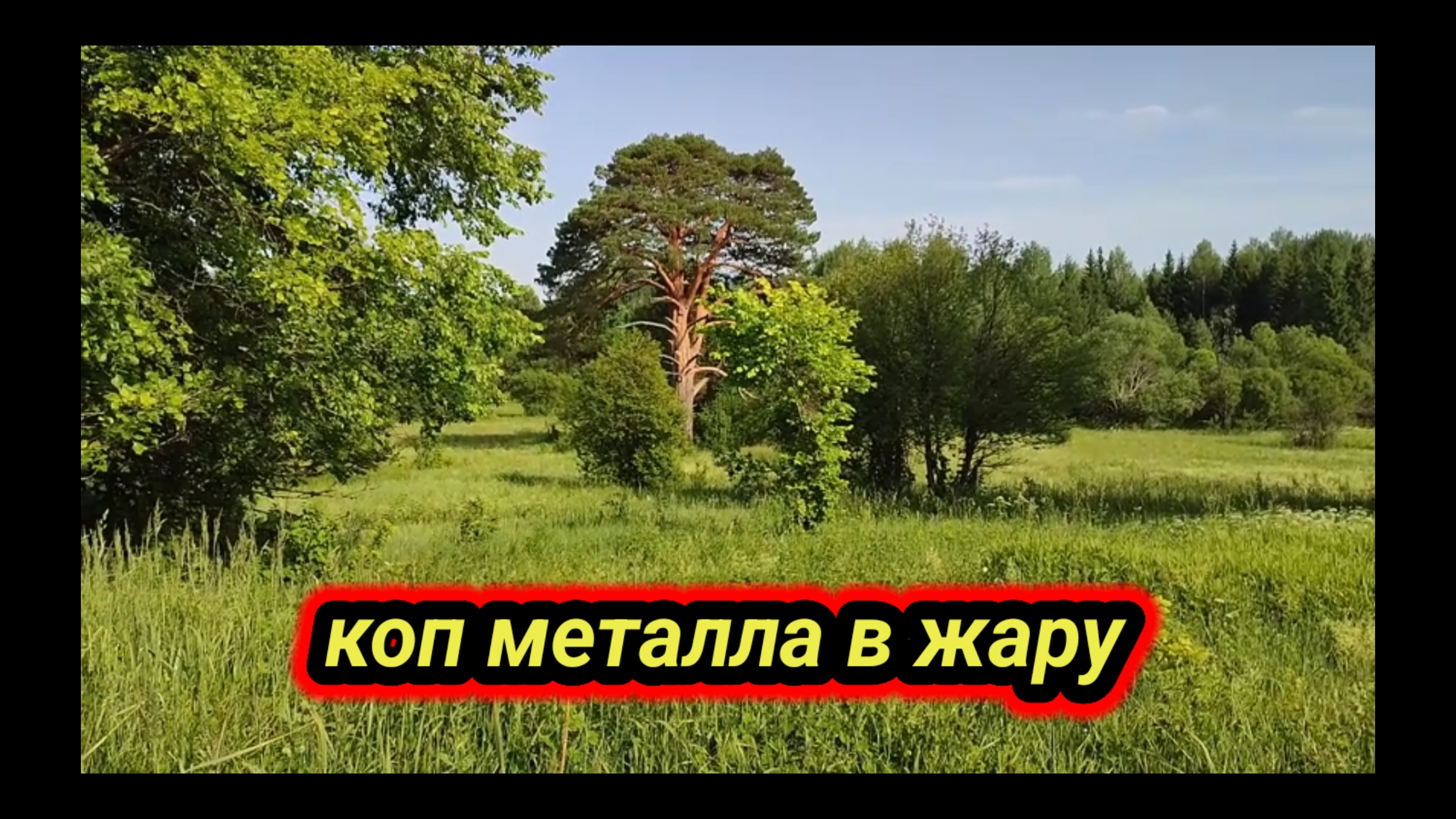 коп металла в жару, красивая природа, огромная сосна смотреть онлайн