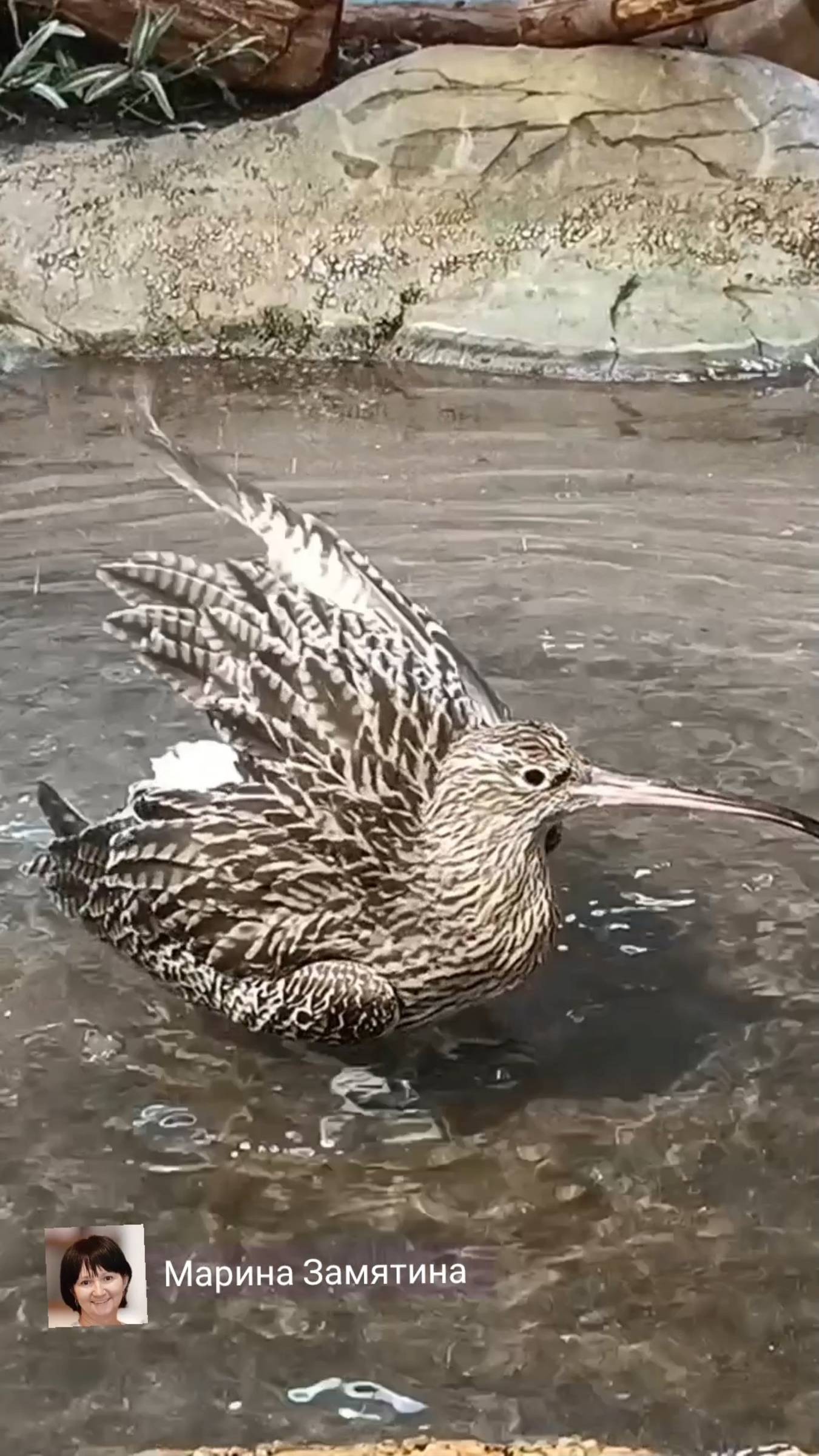 Кроншнеп купается.