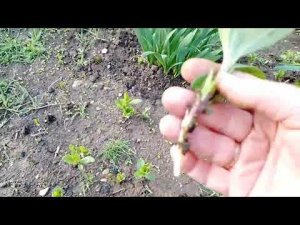 Переехали на Юг//Убираю сорняки//Снова сею.