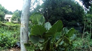 Окрестности Грин Сити, Бангладеш, Руппур, часть 1, 04.06.2022. Neighborhood Green City, Bangladesh,