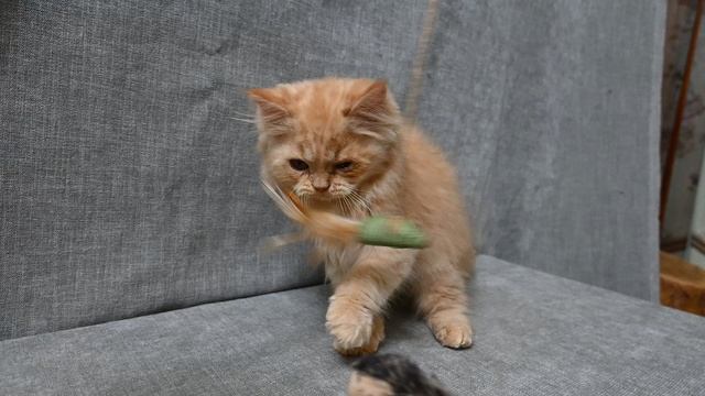 DSC_2252 смотреть онлайн