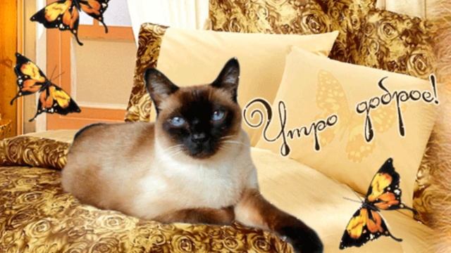 С добрым утром Анимация котята🐈 смотреть онлайн