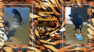 Развлечения чернявых "тигрисов".
Апрель 2025