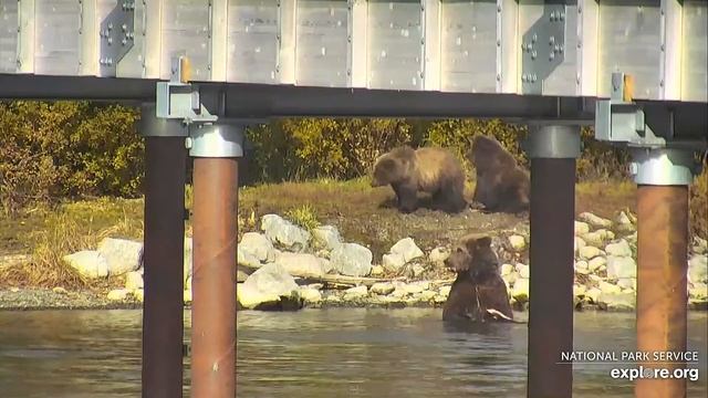 Медведи Катмай. Аляска - Katmai bears. Alaska. смотреть онлайн