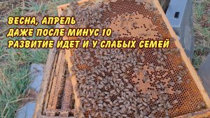 пчеловодство, даже после минус 10 развитие идет у слабых семей