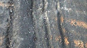 Сею редиску