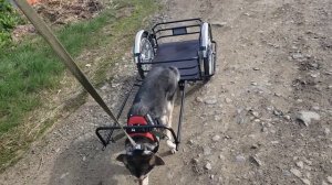 Четвёртый выезд.  Прицеп для собак Мухтар. Часть 2