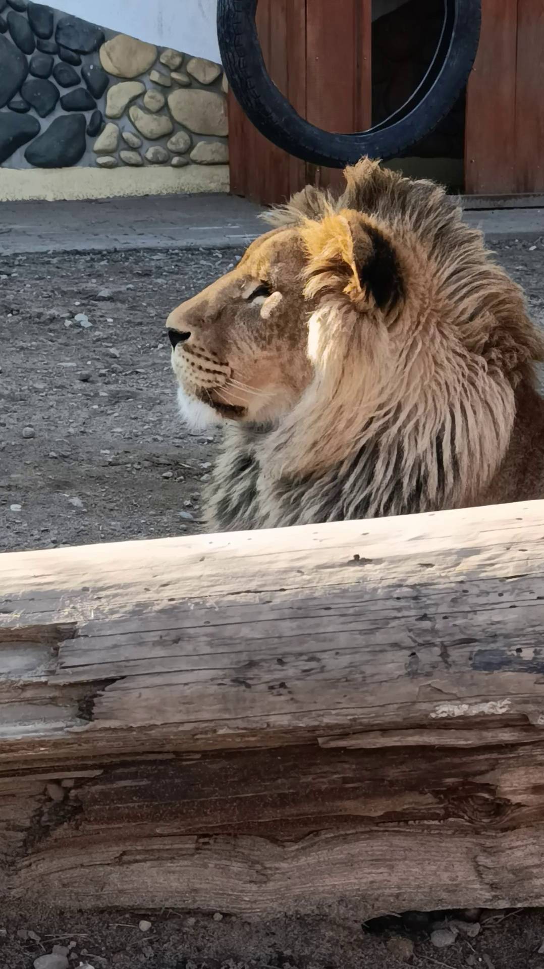 Многоликий лев Шерхан