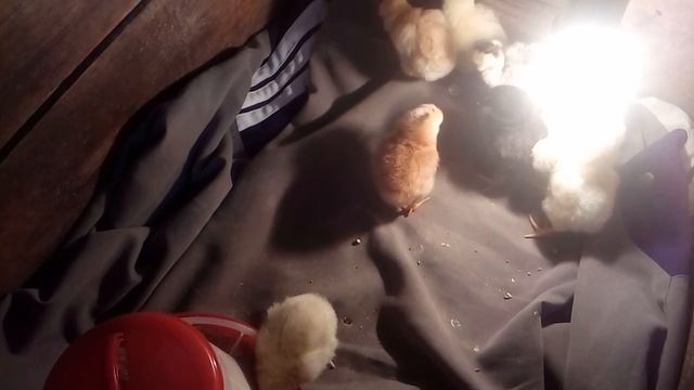 Запоминайте и применяйте правила кормления и пропой цыплят в первые сутки жизни.