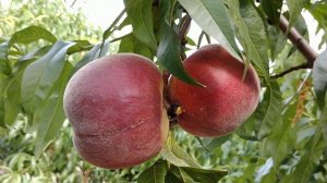 Персик Віста Річ. Peach Vista Rich. Огляд від Максі Сад