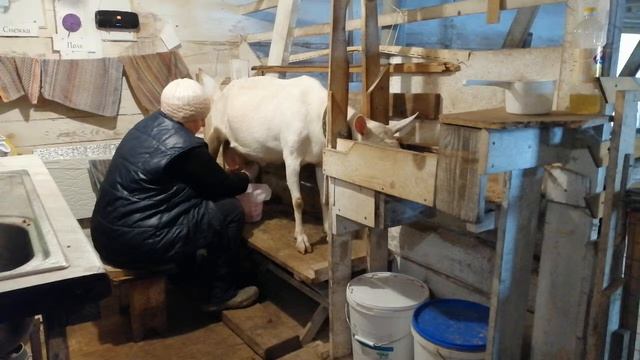 3 2 Снежка дневная дойка 25 марта 2019 смотреть онлайн