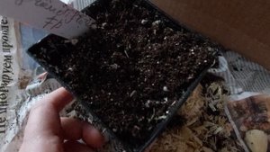 Мой Дачный Каприз.Триллиум махровый белый.Апрель2024.