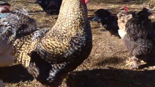 Ранчо. В гостях у животных. Веселая прогулка / Ranch. Visiting the animals. Cheerful walk
