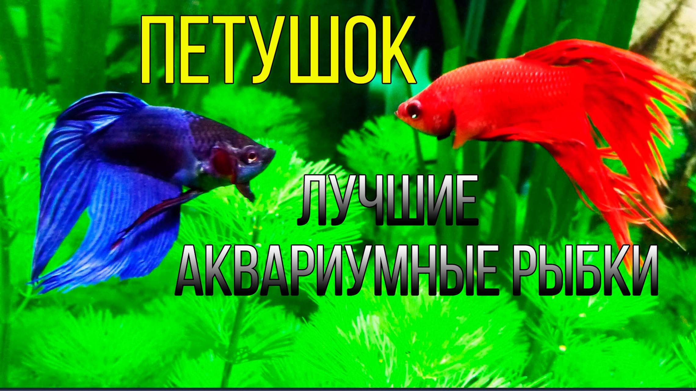 Аквариумная Рыбка ПЕТУШОК. Одна из Самых Неприхотливых в Содержании смотреть онлайн