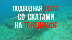 Что НУЖНО ЗНАТЬ о скатах на подводной охоте в Атлантике