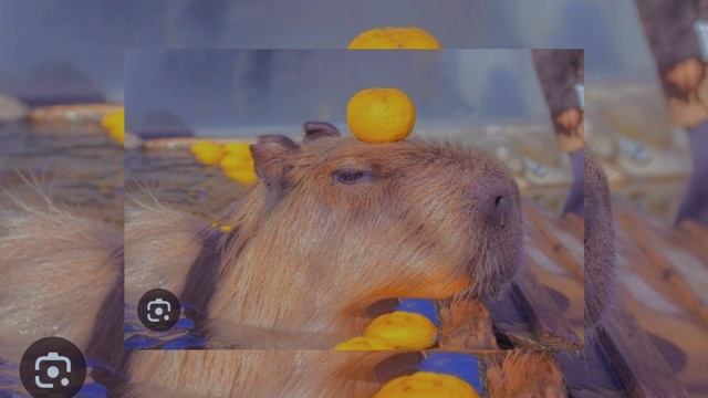 капибара песня (капибара топ!)
