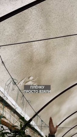 КАК В ТУРЦИИ БЕРЕГУТ РАСТЕНИЯ ОТ ☀️