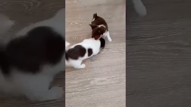 щенки чихуахуа игры щенков