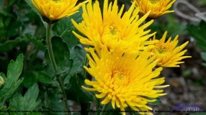 ❤ ❤ ❤ Танцевальный антидепрессант - Eris -- Aldus-X -- Unnamed album.mp4