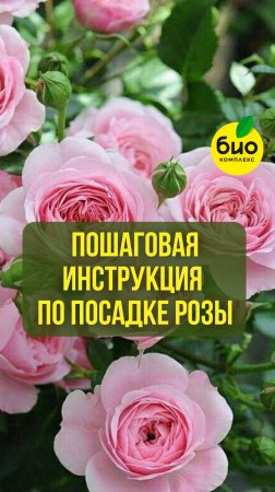 Пошаговая инструкция по посадке розы