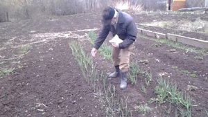 Подкормка растений весной. Как я подкармливаю чеснок и лук весной.