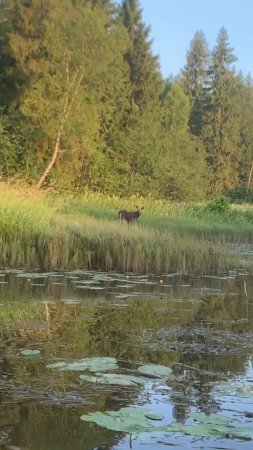 Сплав, рыбалка, ГОЛАВЛИ #norstream #fishing #рыбалка #jackall #japan #new #spin
