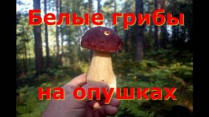 БЕЛЫЕ ГРИБЫ НА ОПУШКАХ