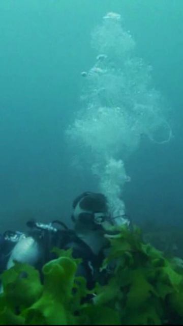 Встреча с мегалодоном. смотреть онлайн