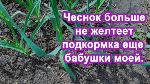 Бабушка под Чеснок вливала Этот "Раствор" Чеснока в 2 раза больше, кончики чеснока не желтели.