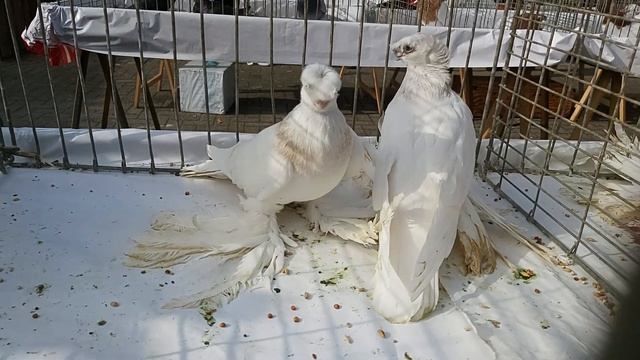 Форум узбекских голубей. Город Werlte Germany 15.10.2022. Часть 5 смотреть онлайн