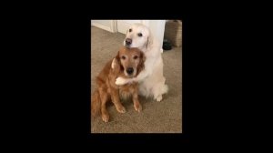 VID_20250501_222122_686.mp4