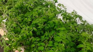 ТОМАТЫ В ТЕПЛИЦЕ! ПОКА БЕЗ ПОТЕРЬ!